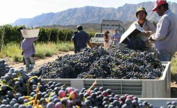 Viñateros y bodegueros definieron el precio base de la uva: será de 20 pesos